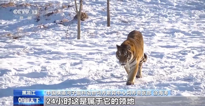 Е? ?р? Солт?ст?к-шы?ыс жолбарыс ?с?ру базасын тамашала?ыз