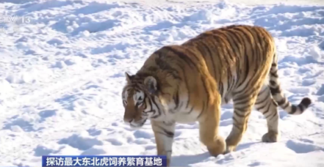 Е? ?р? Солт?ст?к-шы?ыс жолбарыс ?с?ру базасын тамашала?ыз