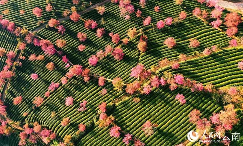 Юньнань ?лкес? Вудзяншань тауында?ы шие г?л? ал?абыны? ?ыс?ы к?р?н?с?