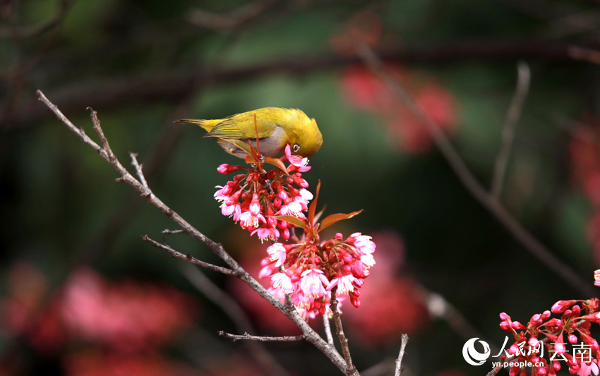 Юньнань ?лкес?ндег? Цюбэй ауданы: ?ыста ашыл?ан г?лдер ж?не ??стар