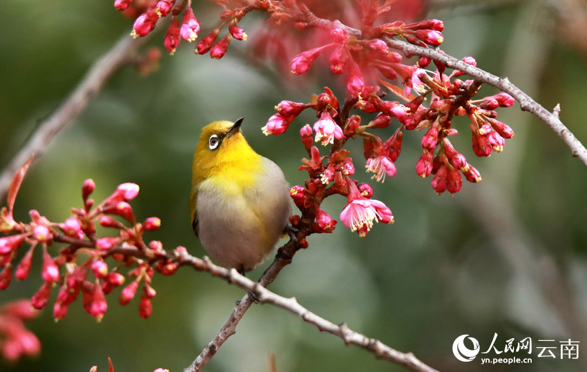 Юньнань ?лкес?ндег? Цюбэй ауданы: ?ыста ашыл?ан г?лдер ж?не ??стар