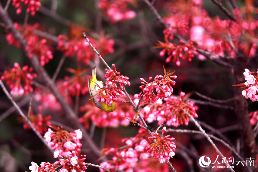 Юньнань ?лкес?ндег? Цюбэй ауданы: ?ыста ашыл?ан г?лдер ж?не ??стар