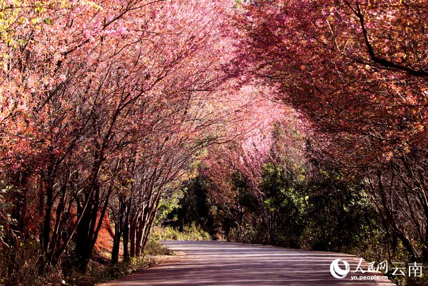 Юньнань ?лкес?ндег? Цюбэй ауданы: ?ыста ашыл?ан г?лдер ж?не ??стар