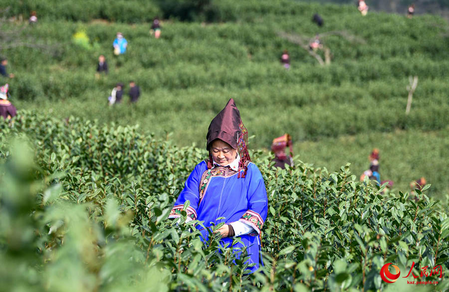 Пуань, Гуйчжоу: ?Гуйчжоу к?к шайыны?? жа?а жылда?ы ал?аш?ы тер?м? басталды