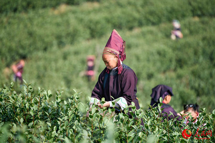 Пуань, Гуйчжоу: ?Гуйчжоу к?к шайыны?? жа?а жылда?ы ал?аш?ы тер?м? басталды