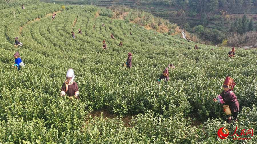 Пуань, Гуйчжоу: ?Гуйчжоу к?к шайыны?? жа?а жылда?ы ал?аш?ы тер?м? басталды