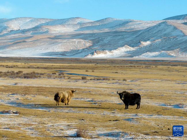 Ганьсуда?ы ?алтын жайылымында алтын т?ст? жабайы ?одас пайда болды