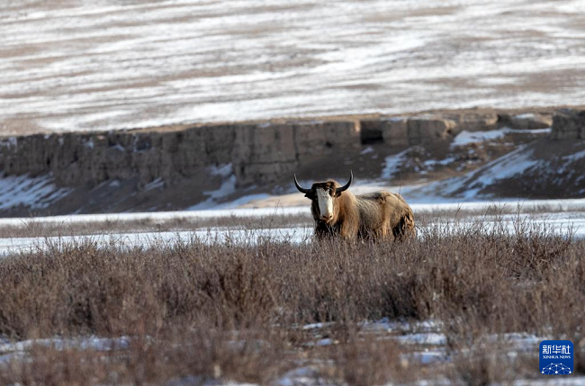 Ганьсуда?ы ?алтын жайылымында алтын т?ст? жабайы ?одас пайда болды