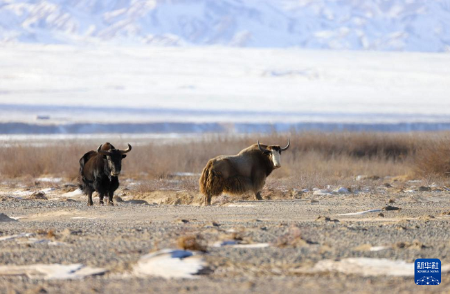 Ганьсуда?ы ?алтын жайылымында алтын т?ст? жабайы ?одас пайда болды