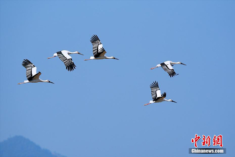 Б?к?л ?лемде жойылып кету ?ауп? т?нген Шы?ыс а? Лейлек т?р? Чжэцзянда пайда болды