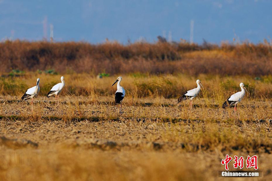 Б?к?л ?лемде жойылып кету ?ауп? т?нген Шы?ыс а? Лейлек т?р? Чжэцзянда пайда болды
