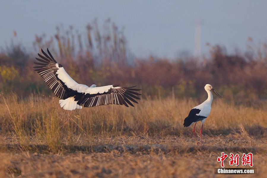 Б?к?л ?лемде жойылып кету ?ауп? т?нген Шы?ыс а? Лейлек т?р? Чжэцзянда пайда болды
