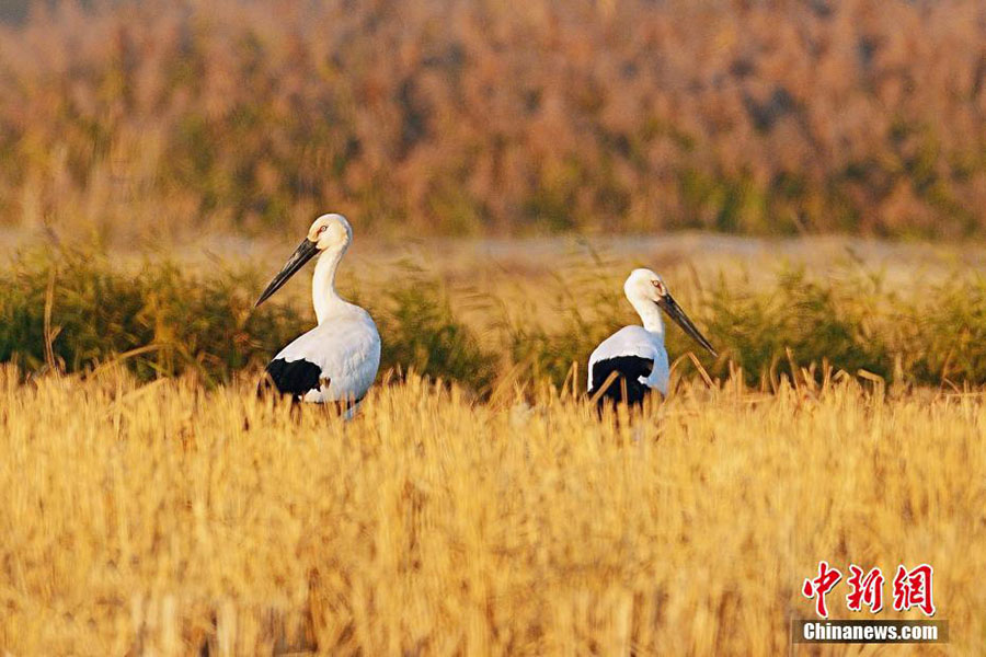 Б?к?л ?лемде жойылып кету ?ауп? т?нген Шы?ыс а? Лейлек т?р? Чжэцзянда пайда болды