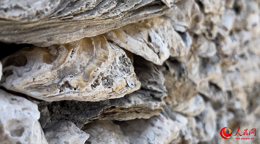 Устрица ?абы?ыны? саяхаты: Африканы? шы?ыс жа?алауынан ?ытай?а