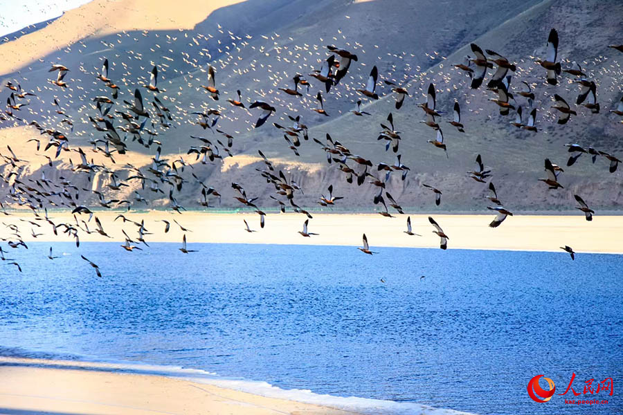 Цилянь тауы ?лтты? саяба?ы, Цинхай-Хаомэнь ?зен? б?л?г?ндег? мы??ыр?ан ??стар