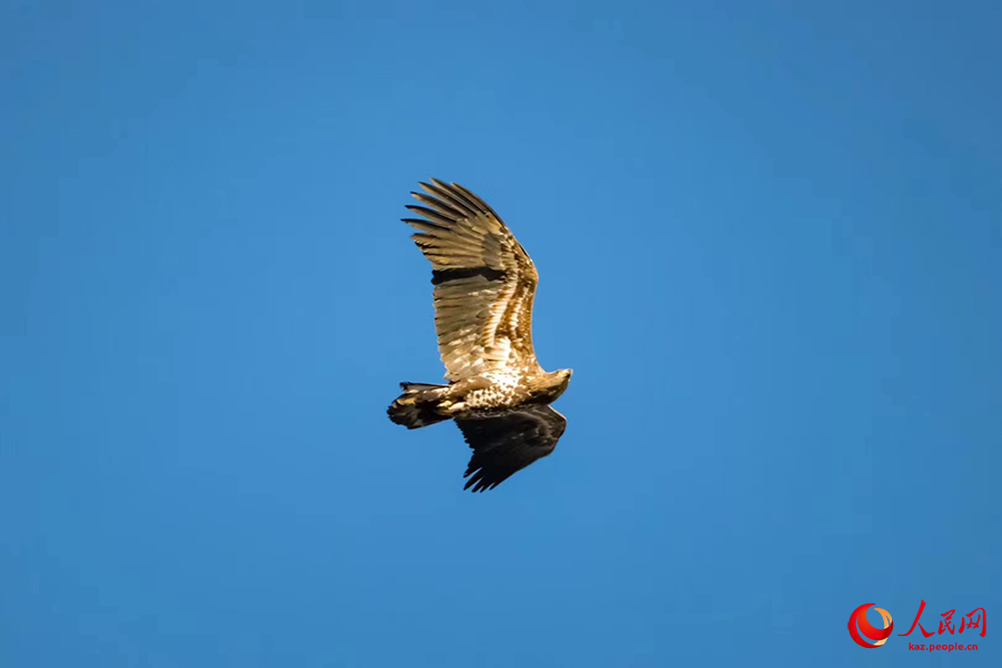 Цилянь тауы ?лтты? саяба?ы, Цинхай-Хаомэнь ?зен? б?л?г?ндег? мы??ыр?ан ??стар