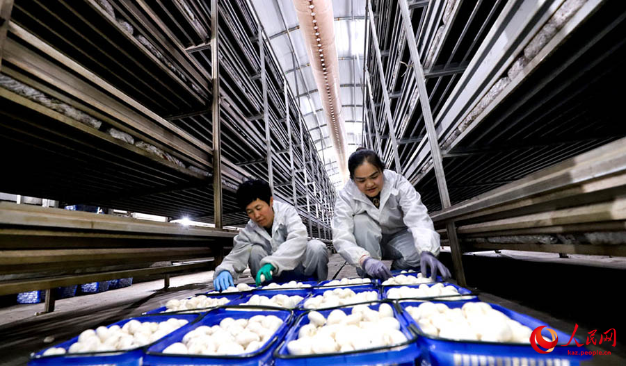 Линьцзэ, Ганьсу: ?са? са?ырау??ла? ?нерк?с?б?