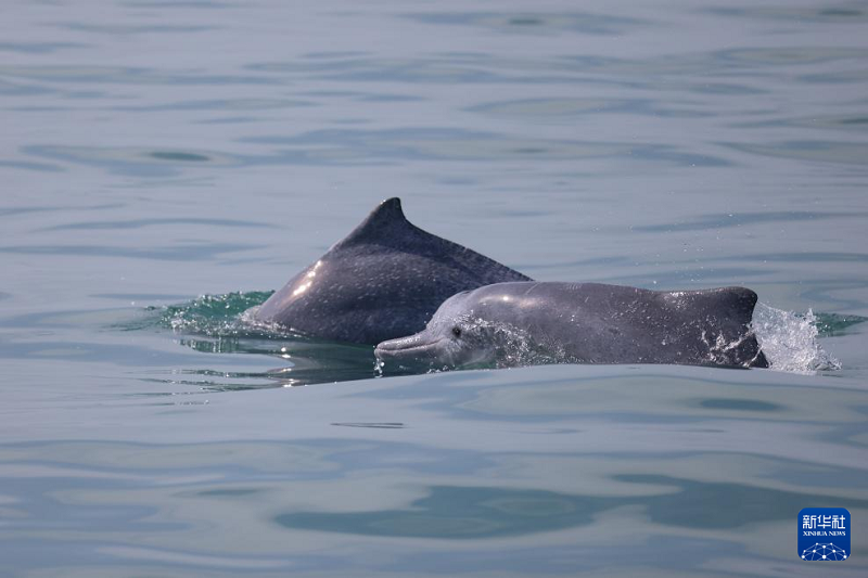 Зерттеуш?лер Хайнань аралынан ?ытайлы? а? дельфиндерд? бай?ады