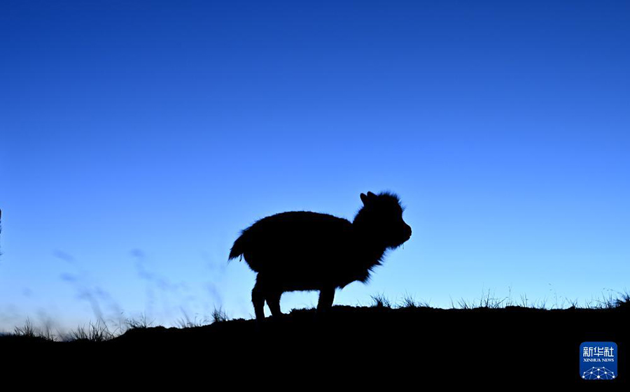 ?Сицзан б?кен? ба?шасында?ы? ?ыс?ы демалыс