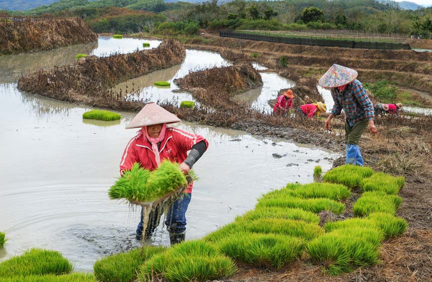 Хайнань Учжишаньда?ы Яху атызында к?ктемг? ег?н ж?мысы басталды