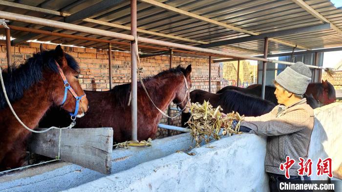 Отыры?шы мал шаруашылы?ы Шы?жа?ны? Шапшал С?бе автономиялы? ауданында?ы малшыларды? табысын молайтты