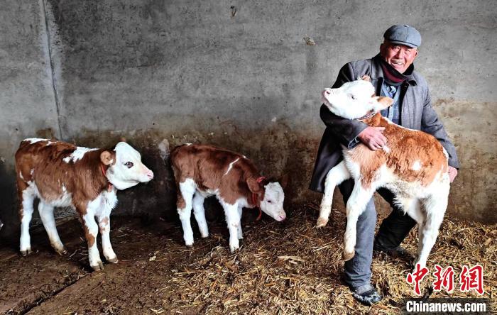 Отыры?шы мал шаруашылы?ы Шы?жа?ны? Шапшал С?бе автономиялы? ауданында?ы малшыларды? табысын молайтты