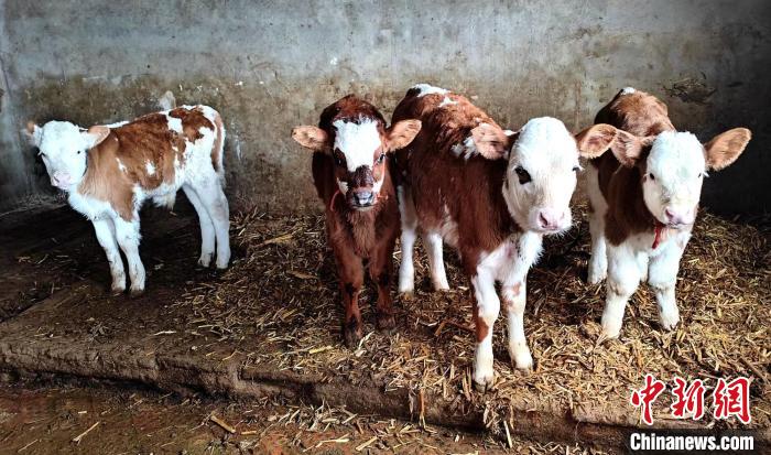 Отыры?шы мал шаруашылы?ы Шы?жа?ны? Шапшал С?бе автономиялы? ауданында?ы малшыларды? табысын молайтты