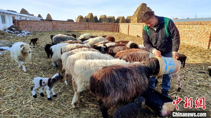 Отыры?шы мал шаруашылы?ы Шы?жа?ны? Шапшал С?бе автономиялы? ауданында?ы малшыларды? табысын молайтты