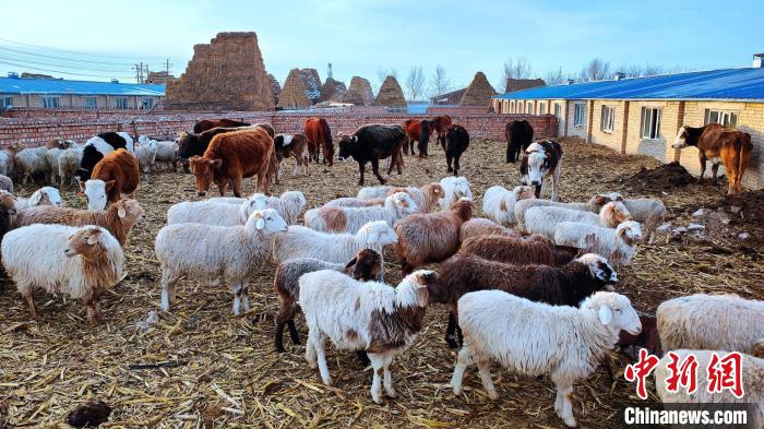 Отыры?шы мал шаруашылы?ы Шы?жа?ны? Шапшал С?бе автономиялы? ауданында?ы малшыларды? табысын молайтты