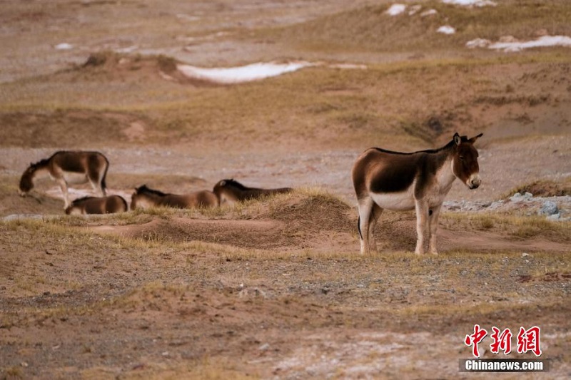 Цинхай-Сицзан тасжолыны? бойында тибет б?кендер? сия?ты жабайы жануарлар жайылып ж?р