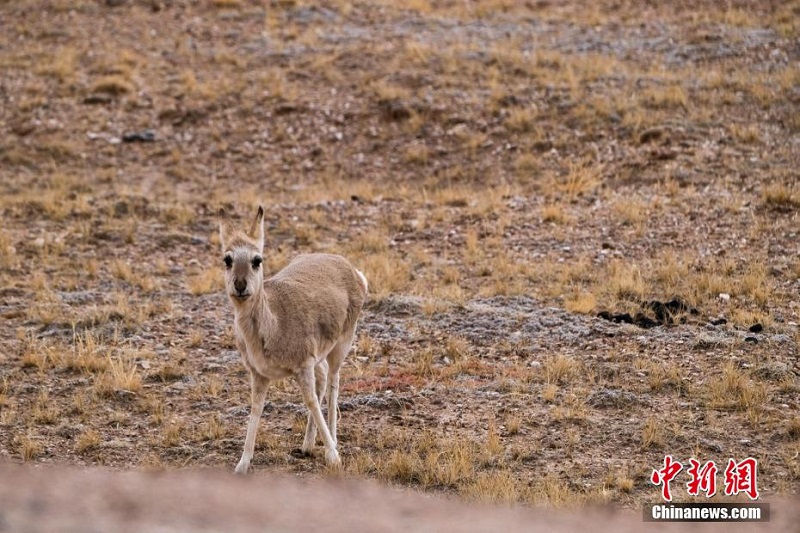 Цинхай-Сицзан тасжолыны? бойында тибет б?кендер? сия?ты жабайы жануарлар жайылып ж?р