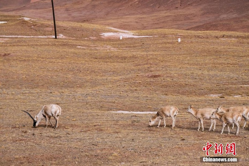 Цинхай-Сицзан тасжолыны? бойында тибет б?кендер? сия?ты жабайы жануарлар жайылып ж?р