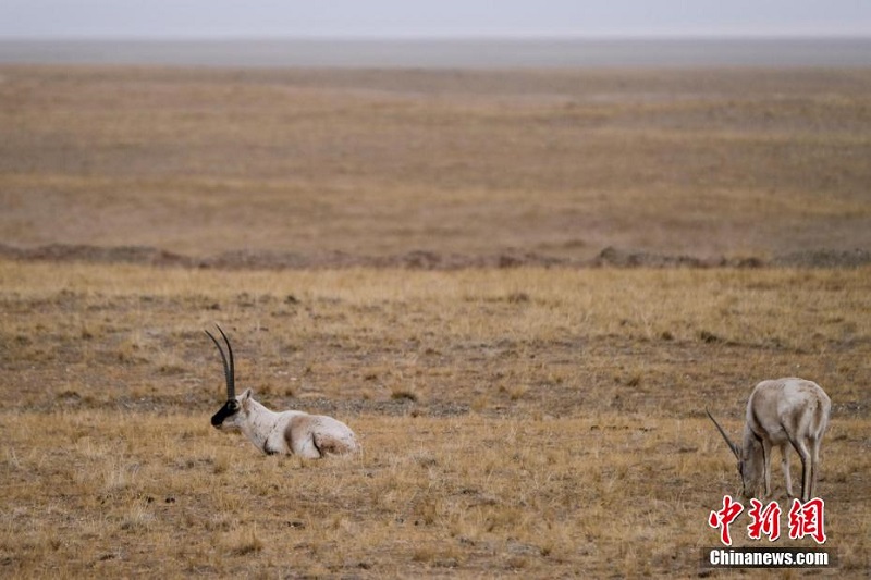 Цинхай-Сицзан тасжолыны? бойында тибет б?кендер? сия?ты жабайы жануарлар жайылып ж?р
