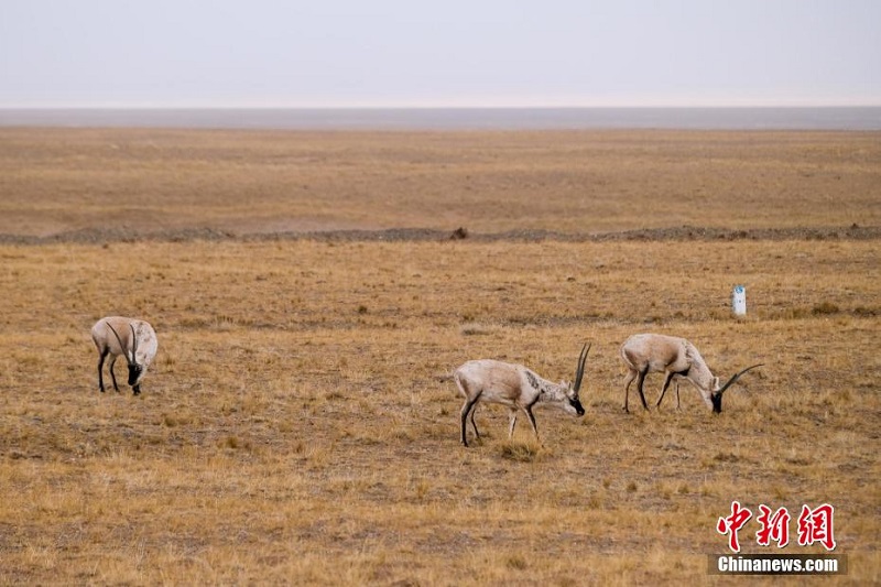 Цинхай-Сицзан тасжолыны? бойында тибет б?кендер? сия?ты жабайы жануарлар жайылып ж?р