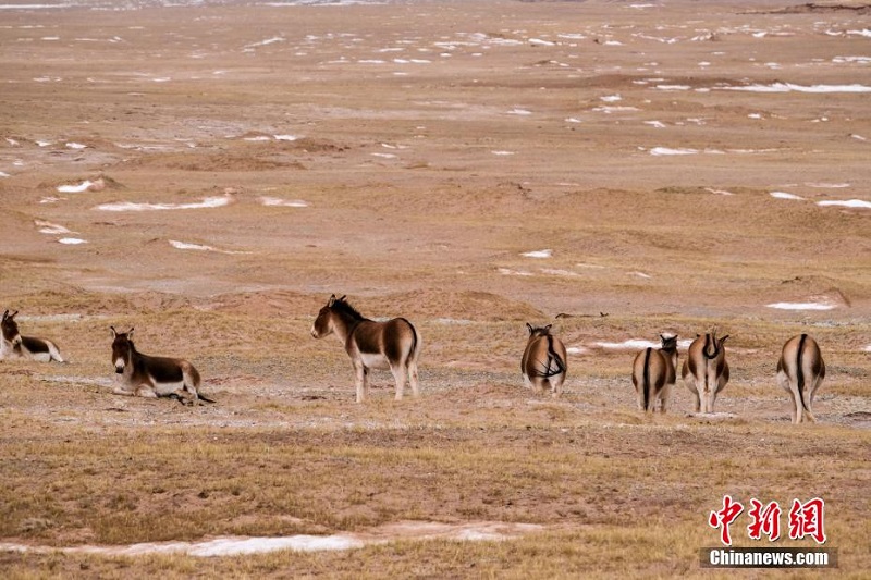 Цинхай-Сицзан тасжолыны? бойында тибет б?кендер? сия?ты жабайы жануарлар жайылып ж?р