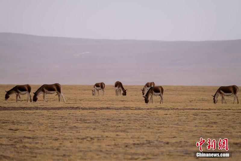 Цинхай-Сицзан тасжолыны? бойында тибет б?кендер? сия?ты жабайы жануарлар жайылып ж?р
