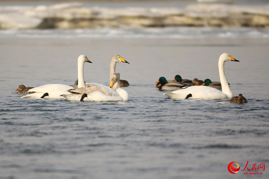 Хэцзин, Шы?жа?: Кайду к?л?ндег? а??улар