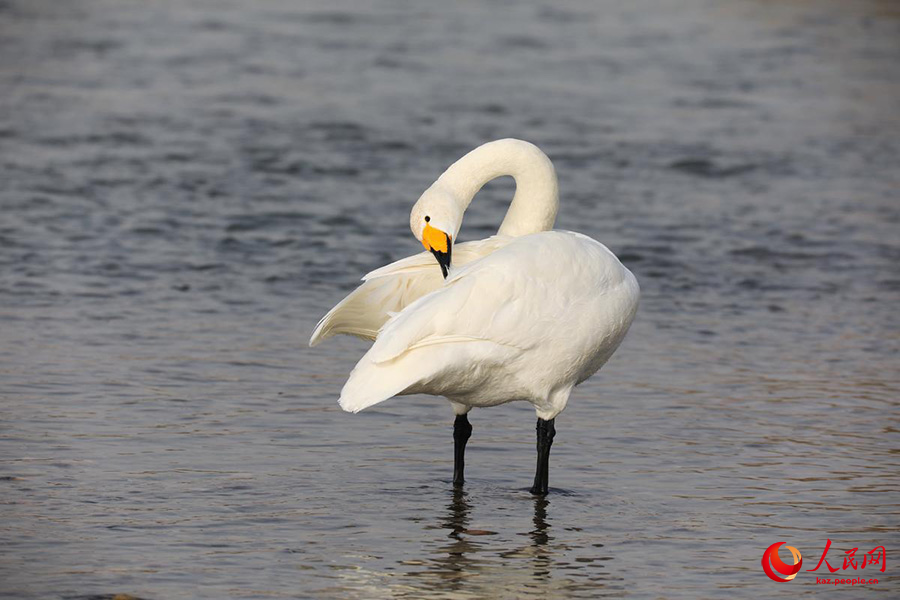 Хэцзин, Шы?жа?: Кайду к?л?ндег? а??улар