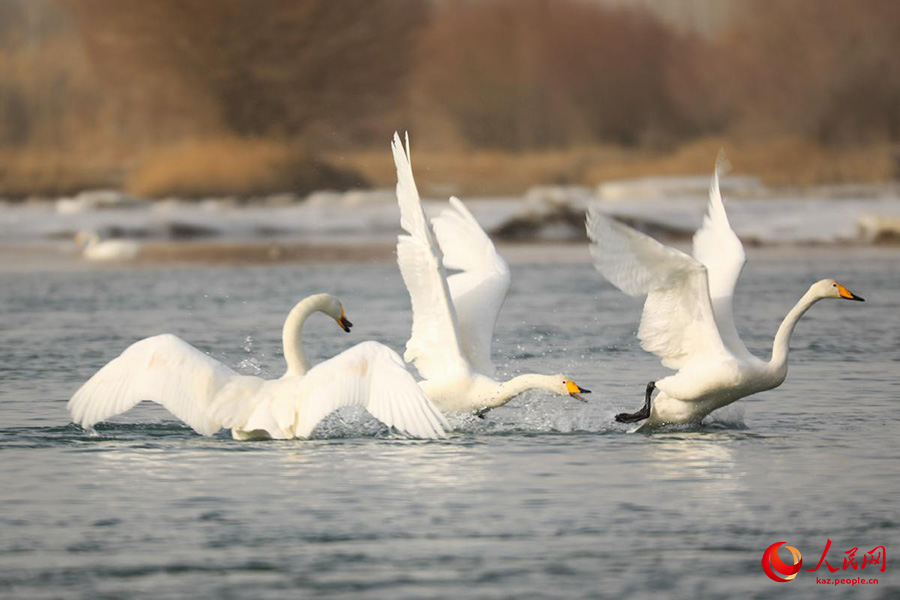 Хэцзин, Шы?жа?: Кайду к?л?ндег? а??улар