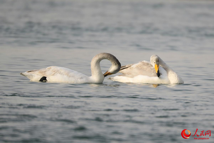 Хэцзин, Шы?жа?: Кайду к?л?ндег? а??улар
