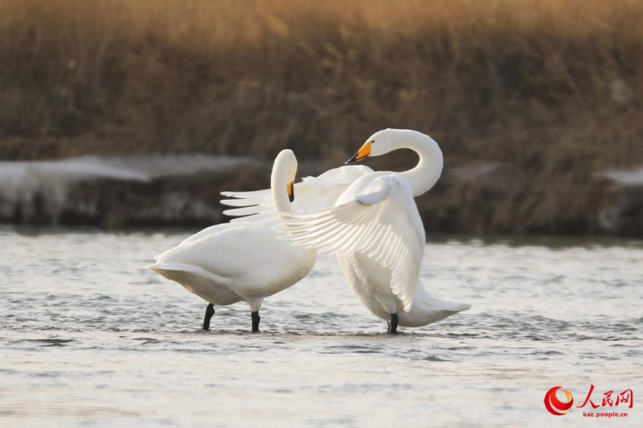 Хэцзин, Шы?жа?: Кайду к?л?ндег? а??улар