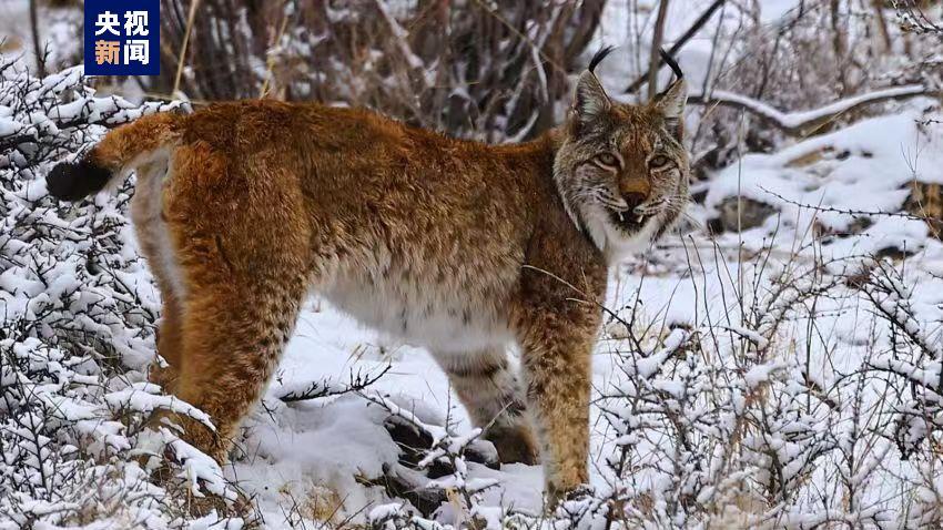 Юйшу, Цинхай: ?арлы тауда азы? ?здеп ж?рген с?леус?н к?зге шалынды