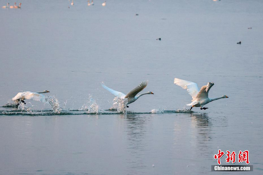 Шаньси ?лкес?н?? Пинлу ауданында?ы 10 000-?а жуы? С?б?р а??уы ?мекен?не ?айтты?