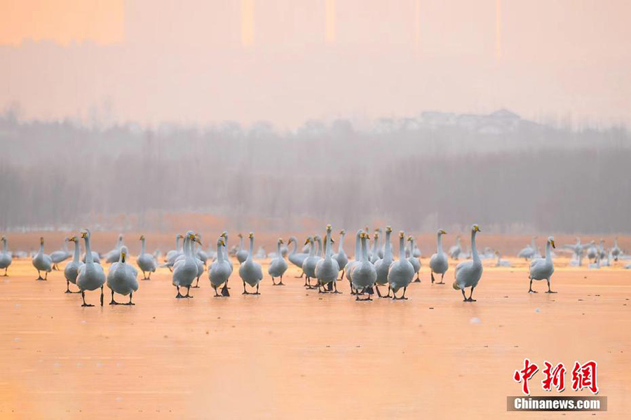 Шаньси ?лкес?н?? Пинлу ауданында?ы 10 000-?а жуы? С?б?р а??уы ?мекен?не ?айтты?