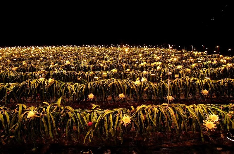 Хайнаньда питайя г?лдеп, ?шамдар мен ж?лдыздар те??з?? ертег? ?лем?не айналды