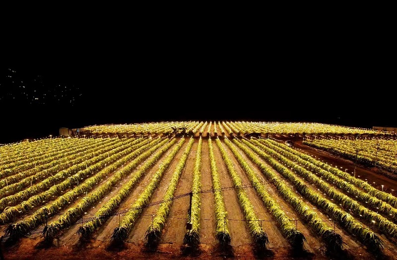 Хайнаньда питайя г?лдеп, ?шамдар мен ж?лдыздар те??з?? ертег? ?лем?не айналды