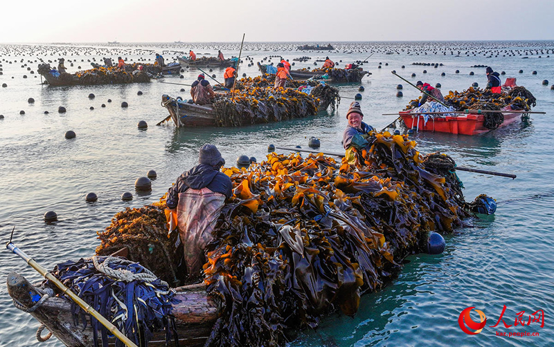 Шаньдун Жунчэнда балдырлардан мол ?н?м алынды