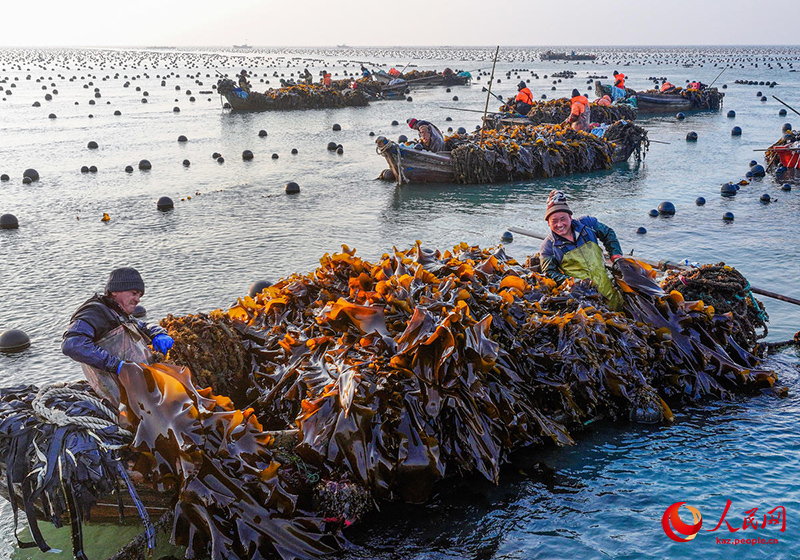 Шаньдун Жунчэнда балдырлардан мол ?н?м алынды