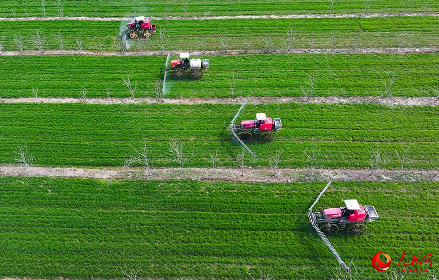 Сыхун, Цзянсу: Бидай ал?аптарын баптау мезг?л? басталды