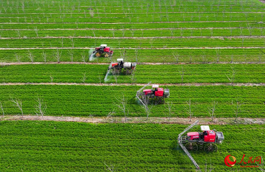 Сыхун, Цзянсу: Бидай ал?аптарын баптау мезг?л? басталды